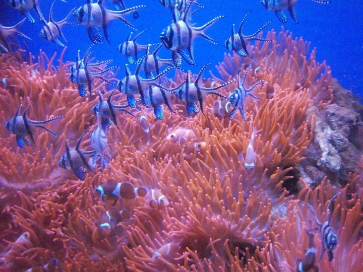 Acquario di Genova foto - capodanno genova e provincia