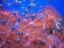 Acquario di Genova foto - capodanno genova e provincia